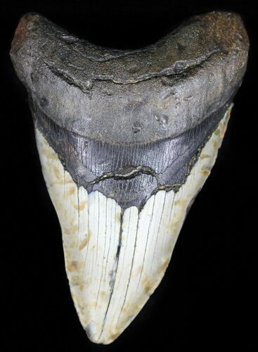 Bargain, Megalodon Tooth - North Carolina #59039